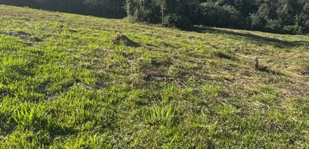 Terreno / Lote / Condomínio à venda, 1238m² no Planta Almirante, Almirante Tamandaré