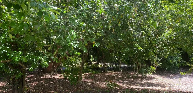 Terreno / Lote / Condomínio à venda, 1000m² no Busca Vida (Abrantes), Camaçari