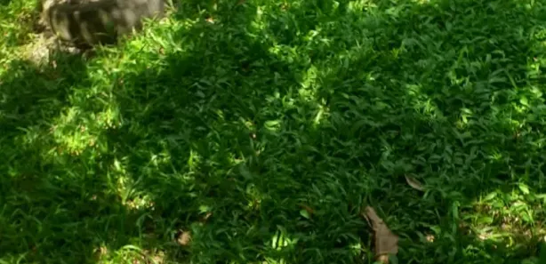 Fazenda / Sítio / Chácara com 2 Quartos à venda, 90m² no Barão de Guandu, Nova Iguaçu