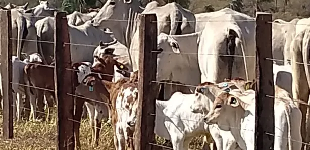 Fazenda / Sítio / Chácara com 3 Quartos à venda, 10000m² no , Bela Vista