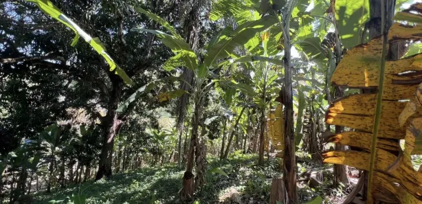 Fazenda / Sítio / Chácara com 2 Quartos à venda, 150m² no , Pacoti