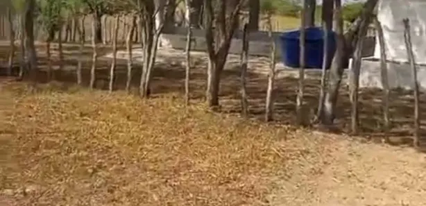 Fazenda / Sítio / Chácara com 4 Quartos à venda, 150000m² no , Feira Nova