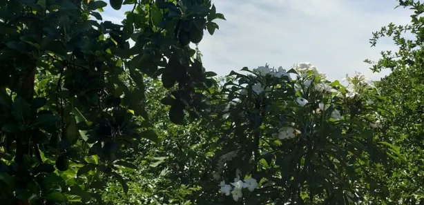 Fazenda / Sítio / Chácara com 1 Quarto à venda, 5000m² no condomínio chácaras Itaúna, Ibiporã