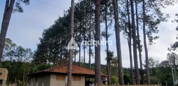Fazenda / Sítio / Chácara com 2 Quartos à venda, 180m² no Piriquitos, Ponta Grossa