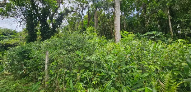 Terreno / Lote / Condomínio à venda, 2400m² no Antonina, Antonina