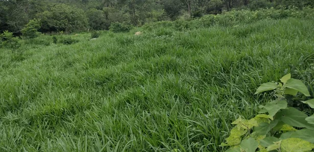 Terreno / Lote Comercial à venda, 20000m² no Zona Rural, Fortuna de Minas