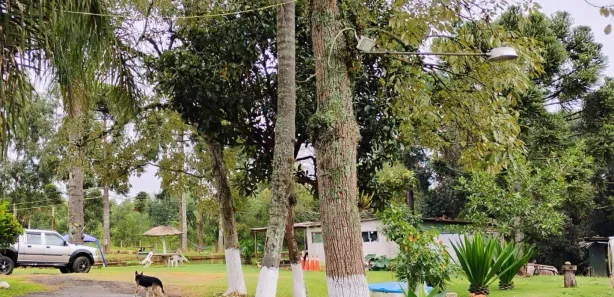 Fazenda / Sítio / Chácara à venda, 13000m² no Guaragi, Ponta Grossa