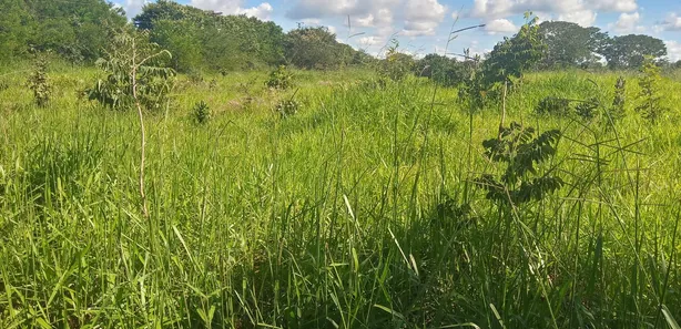 Fazenda / Sítio / Chácara à venda, 60000m² no Jardim Roriz, Brasília