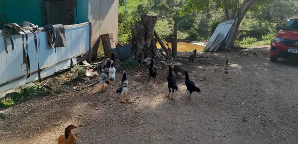 Fazenda / Sítio / Chácara com 2 Quartos à venda, 10160000m² no , Padre Bernardo
