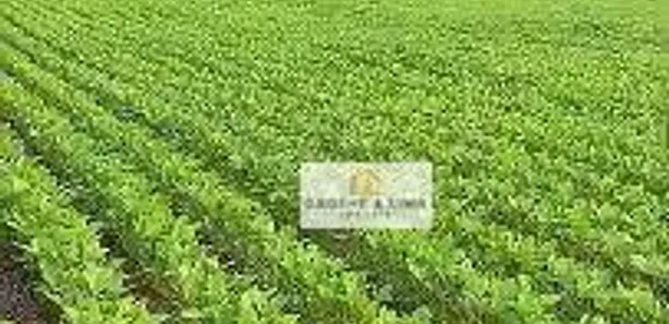 Fazenda / Sítio / Chácara com 5 Quartos à venda, 300m² no Jardim Tocantins, Gurupi
