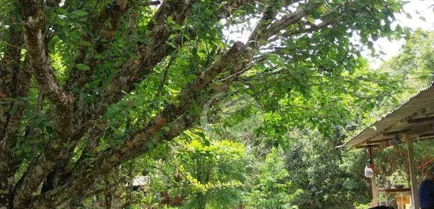 Fazenda / Sítio / Chácara com 3 Quartos à venda, 10000m² no , Redenção da Serra
