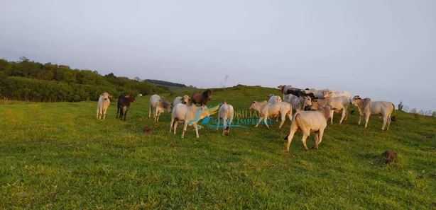 Fazenda / Sítio / Chácara à venda, 242000m² no , Guaraniaçu