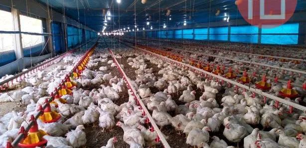 Galpão / Depósito / Armazém à venda, 20000m² no , Morro Agudo