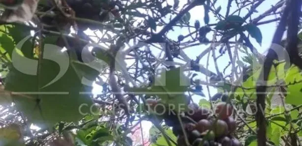 Fazenda / Sítio / Chácara com 5 Quartos à venda, 180m² no Parque São Paulo, Embu-Guaçu