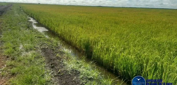 Terreno / Lote / Condomínio à venda, 1500m² no Setor Central, Lagoa da Confusão