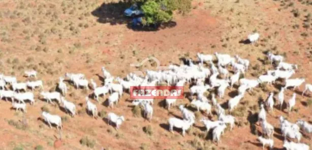 Fazenda / Sítio / Chácara à venda no Área Rural de Formosa, Formosa