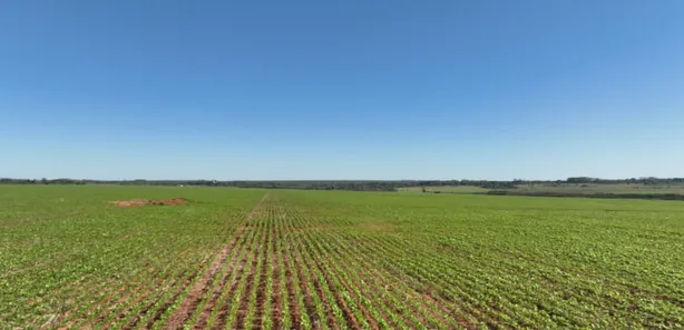 Fazenda / Sítio / Chácara com 5 Quartos à venda, 577m² no Campos do Iguaçu, Foz do Iguaçu