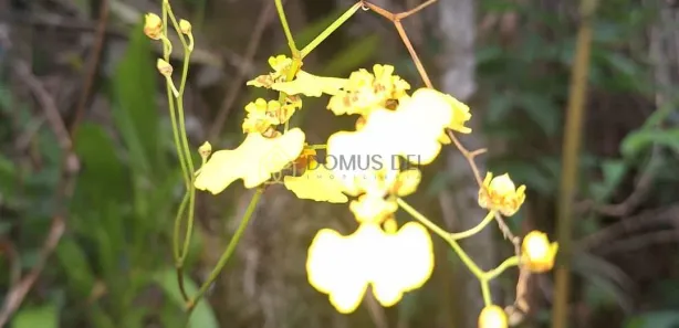 Fazenda / Sítio / Chácara com 3 Quartos à venda, 140m² no Engenheiro Passos, Resende