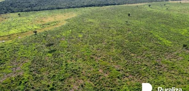 Fazenda / Sítio / Chácara à venda, 503m² no , Pium
