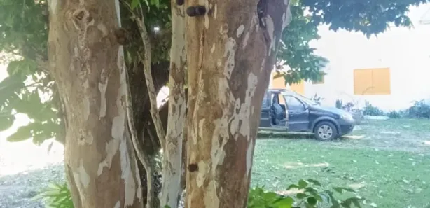 Fazenda / Sítio / Chácara com 3 Quartos à venda, 200m² no Rasa, Armação dos Búzios