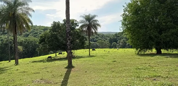 Fazenda / Sítio / Chácara à venda, 280000m² no Setor Bosque, Formosa