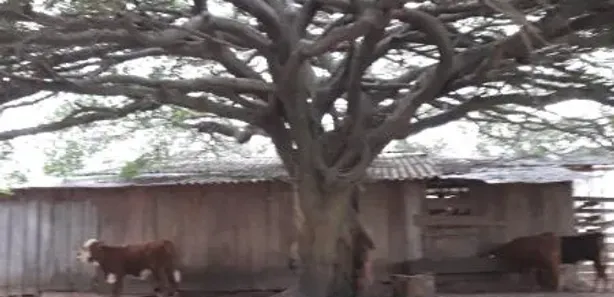 Fazenda / Sítio / Chácara à venda, 106747m² no Arroio do Só, Santa Maria