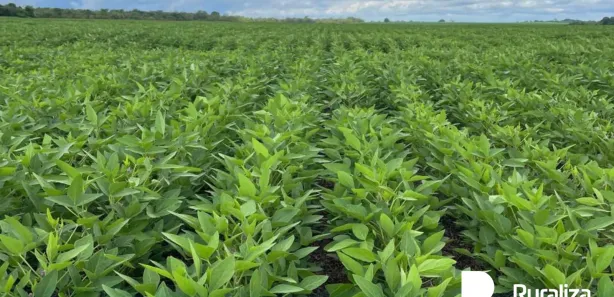 Fazenda / Sítio / Chácara à venda, 484m² no , Lagoa da Confusão