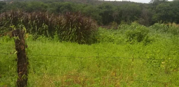 Fazenda / Sítio / Chácara à venda, 40000000m² no , São Braz do Piauí