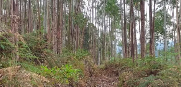 Terreno / Lote / Condomínio à venda, 65228m² no São João Batista, São João Batista
