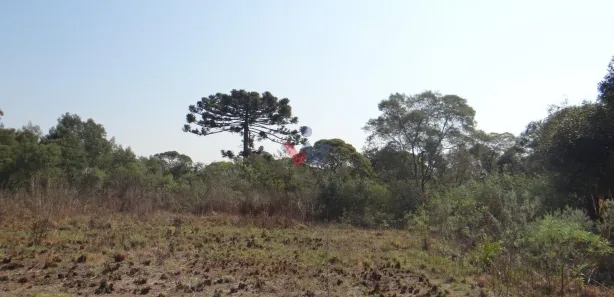 Galpão / Depósito / Armazém à venda, 84000m² no São Silvestre (Campo Largo), Campo Largo