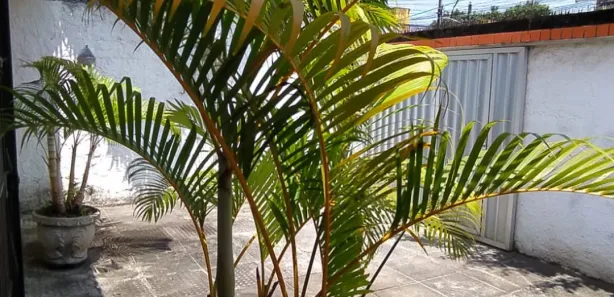 Casa com 2 Quartos para venda ou aluguel, 80m² no Pau Amarelo, Paulista