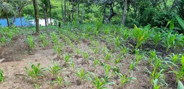 Terreno / Lote / Condomínio à venda, 12000m² no Coqueiros de Monte Gordo (Monte Gordo), Camaçari