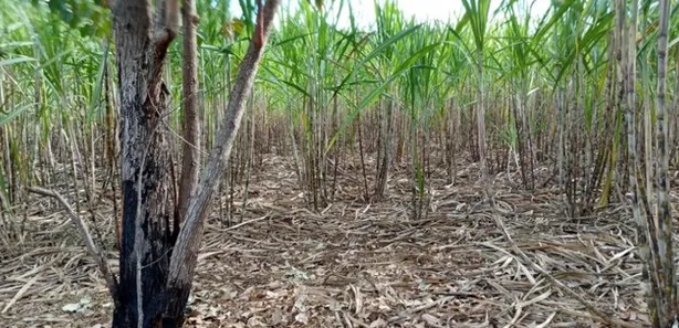Fazenda / Sítio / Chácara com 3 Quartos à venda, 50000m² no Brazlândia, Brasília