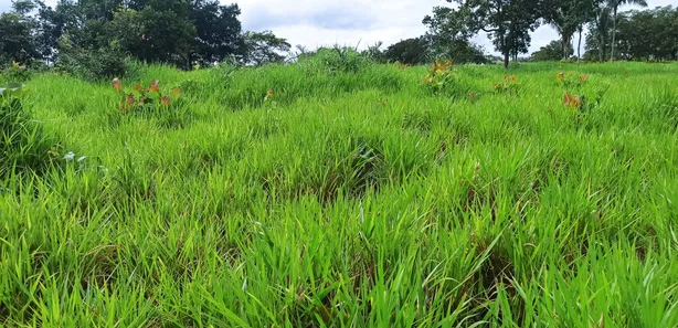 Fazenda / Sítio / Chácara com 3 Quartos à venda, 310000000m² no , Paraíso do Tocantins