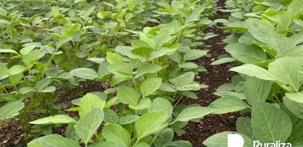 Fazenda / Sítio / Chácara à venda, 484m² no , Lagoa da Confusão