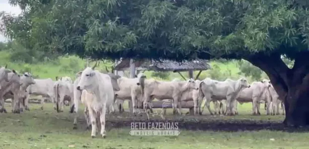Fazenda / Sítio / Chácara à venda, 17230400m² no , Paranã