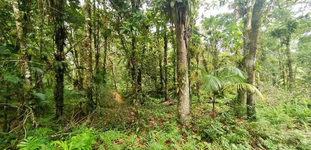 Terreno / Lote / Condomínio à venda, 5000m² no Jardim Ouro Fino, Paranaguá