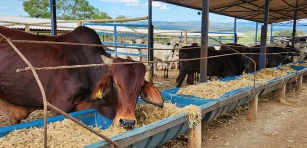 Fazenda / Sítio / Chácara à venda, 333m² no Área Rural de Santo Antônio do Descoberto, Santo Antônio do Descoberto