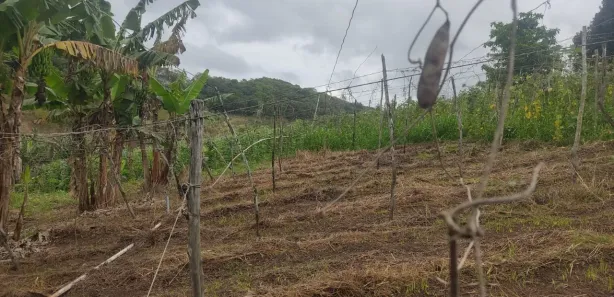 Fazenda / Sítio / Chácara com 3 Quartos à venda, 30000m² no Matriz, Vitória de Santo Antão