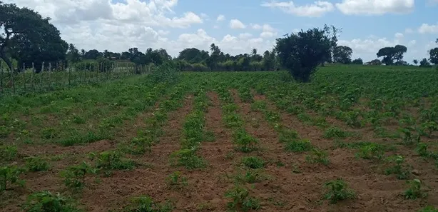 Fazenda / Sítio / Chácara com 3 Quartos à venda, 6000m² no , Vera Cruz