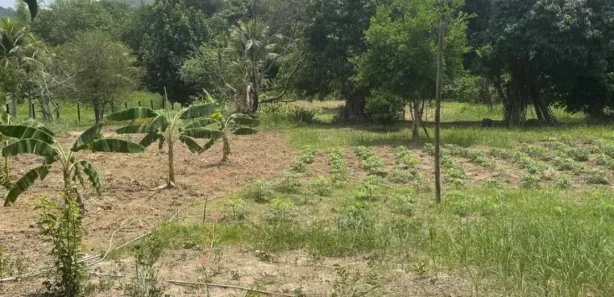 Fazenda / Sítio / Chácara com 4 Quartos à venda, 10000m² no Papucaia, Cachoeiras de Macacu
