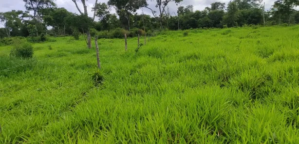 Fazenda / Sítio / Chácara com 3 Quartos à venda, 363000m² no Bezerra, Formosa