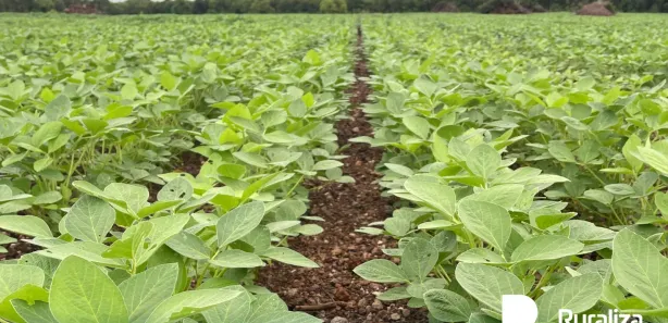 Fazenda / Sítio / Chácara à venda, 484m² no , Lagoa da Confusão