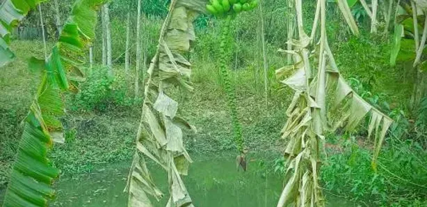 Fazenda / Sítio / Chácara com 1 Quarto à venda, 6000m² no Pitangas, Tanguá