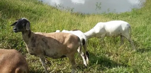Fazenda / Sítio / Chácara com 3 Quartos à venda, 11000m² no Área Rural de Santo Antônio do Descoberto, Santo Antônio do Descoberto