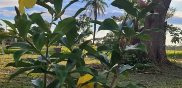 Fazenda / Sítio / Chácara à venda, 72260m² no Área Rural de Novo Gama, Novo Gama