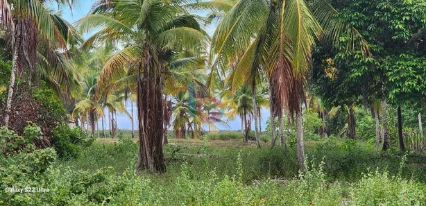 Terreno / Lote / Condomínio à venda, 8500m² no Canavieiras, Canavieiras