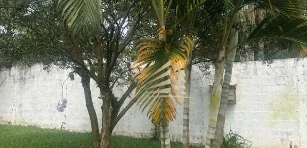 Fazenda / Sítio / Chácara com 3 Quartos à venda, 2000m² no Cuiabá, Nazaré Paulista
