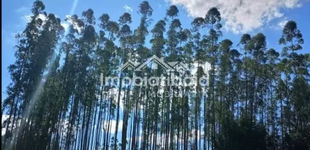 Fazenda / Sítio / Chácara com 4 Quartos à venda, 135m² no Morro Grande da Boa Vista, Bragança Paulista