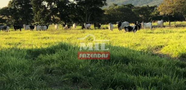 Fazenda / Sítio / Chácara à venda, 500m² no Centro, Formosa